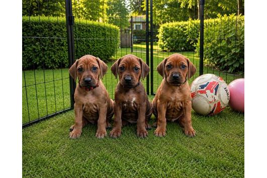 Thai-Ridgeback-Welpen. WhatsApp: +44 7469 456352