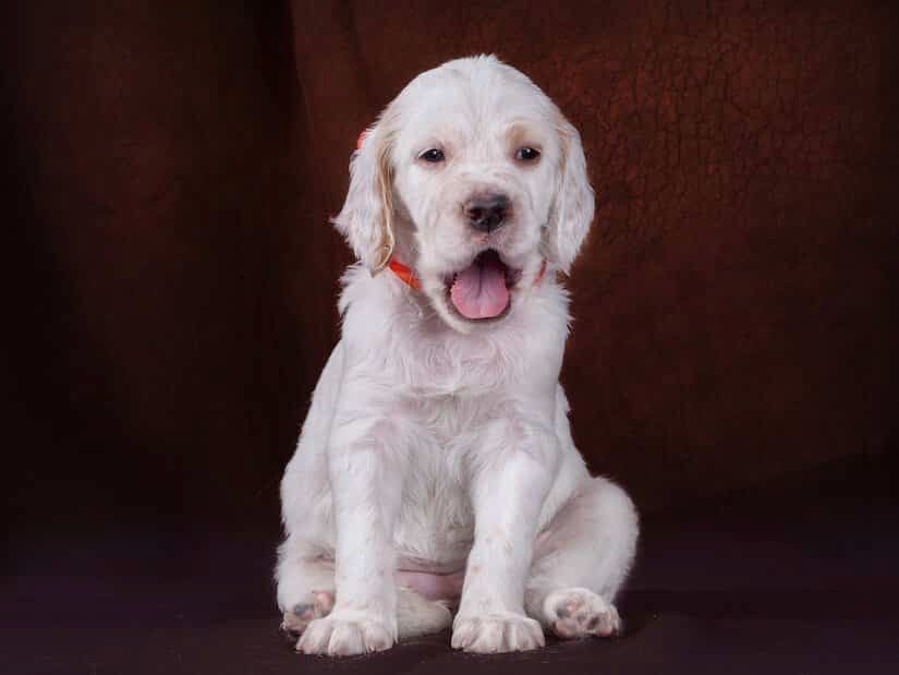 Englische Setter Welpen. WhatsApp: +44 7469 456352