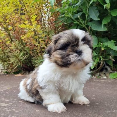 Shih-Tzu-Welpen. WhatsApp: +44 7469 456352