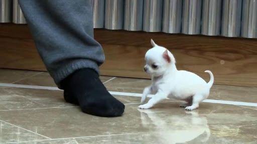 Chihuahua Welpen. WhatsApp: +44 7469 456352