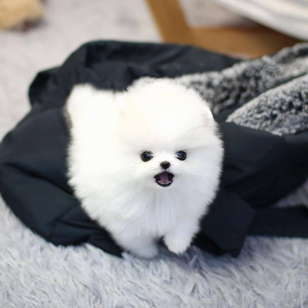 Pomeranian-Welpen WhatsApp: +44 7469 456352