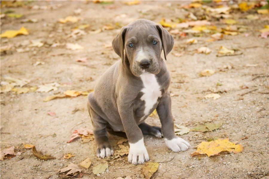 Deutsche Doggen-Welpen. WhatsApp: +44 7469 456352