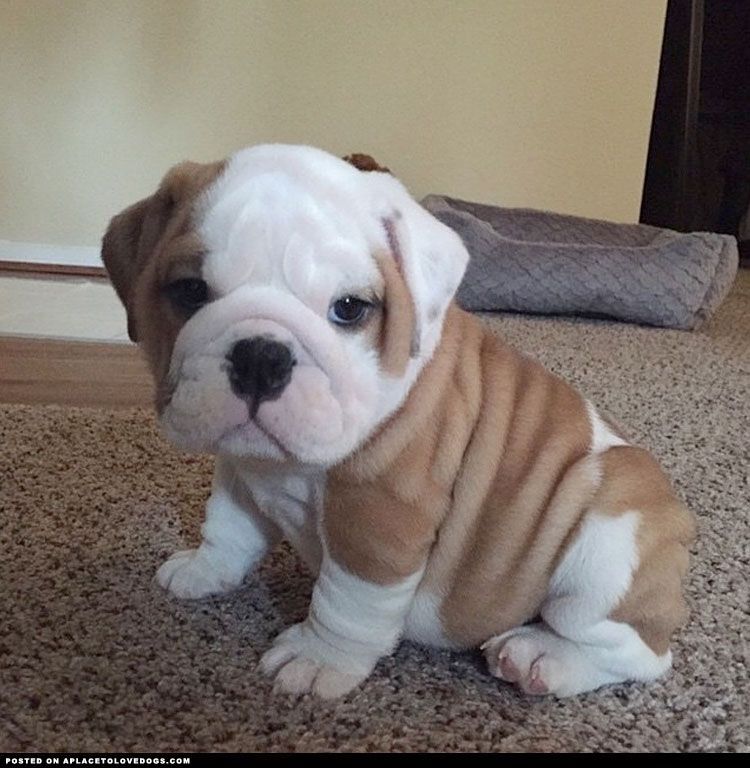 Englische Bulldoggen Welpen. WhatsApp: +44 7469 456352