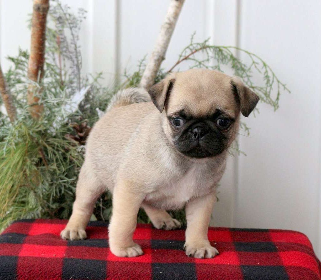 Mops Welpen. WhatsApp: +44 7469 456352