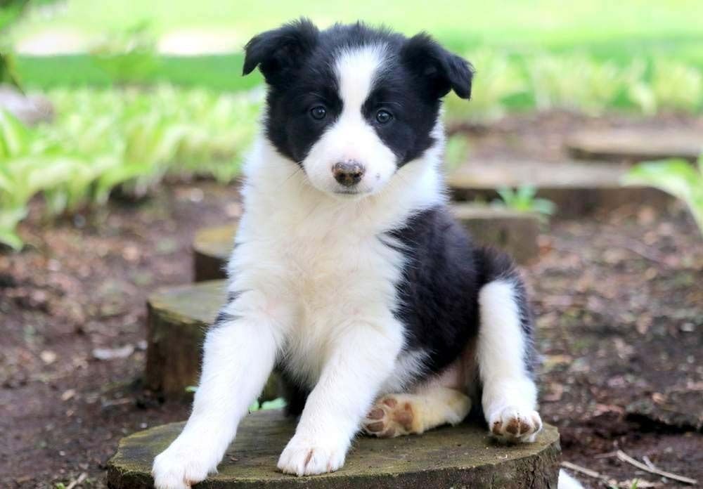 Border-Collie-Welpen. WhatsApp: +44 7469 456352