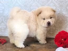 Chow-Chow-Welpen. WhatsApp: +44 7469 456352