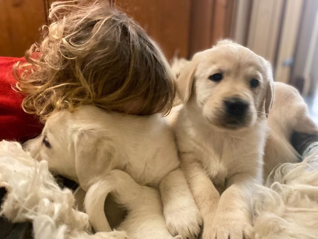 Golden-Retriever-Welpen