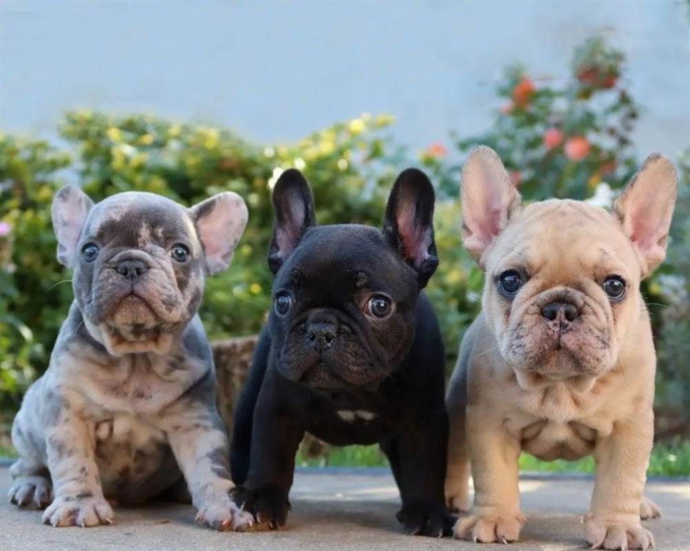 Tolle Französische Bulldoggen-Welpen zu verkaufen