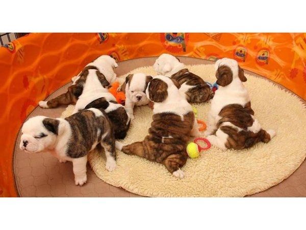 Englische Bulldoggen zu verkaufen