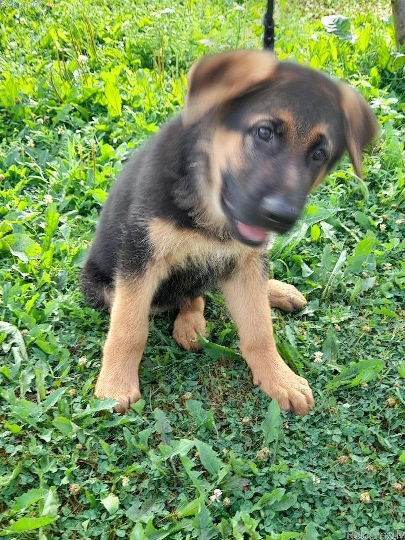 Schäferhund-Welpen
