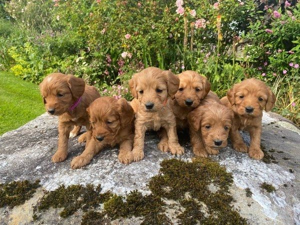 Cockapoo-Welpen für liebevolles Zuhause