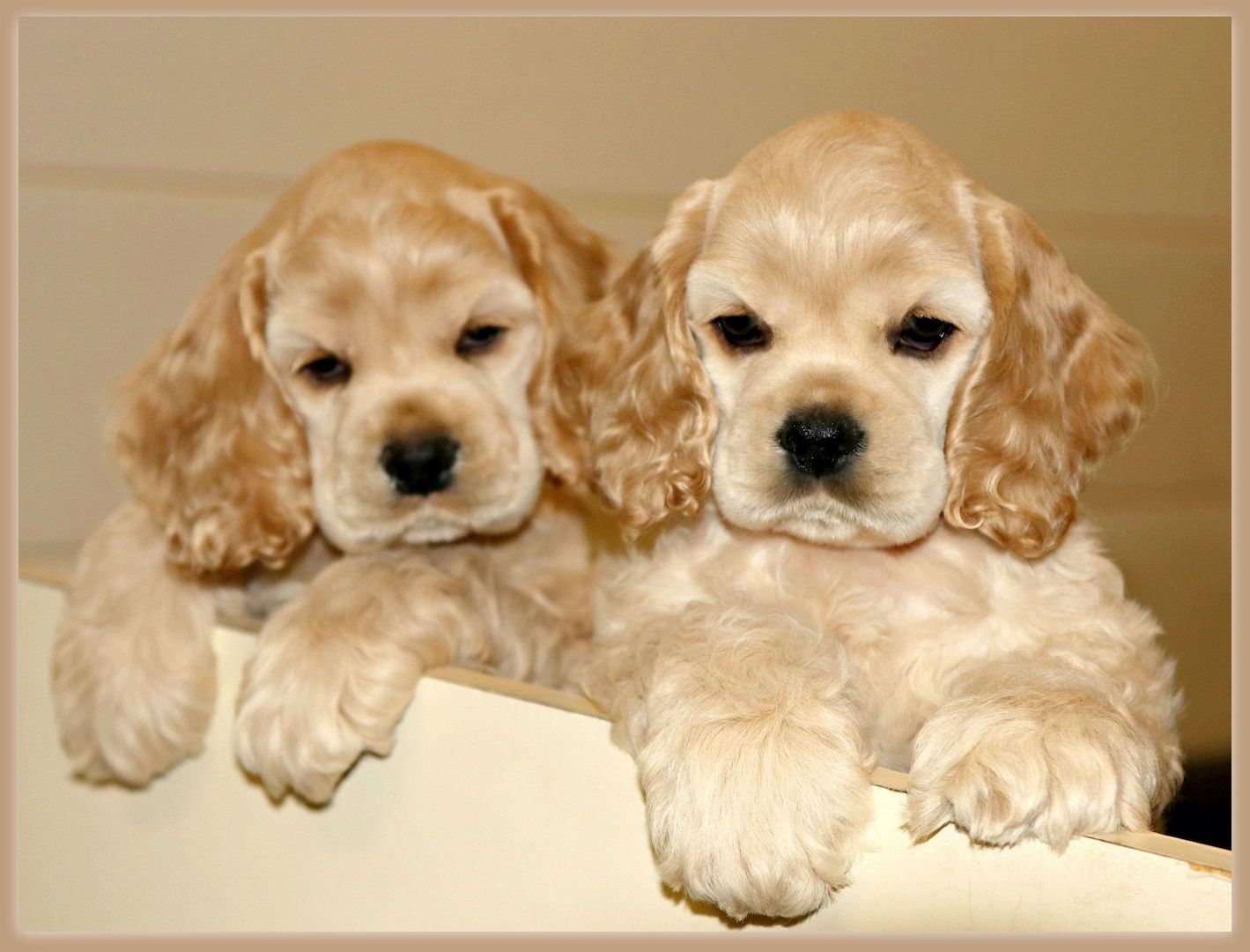 Cocker-Spaniel-Welpen