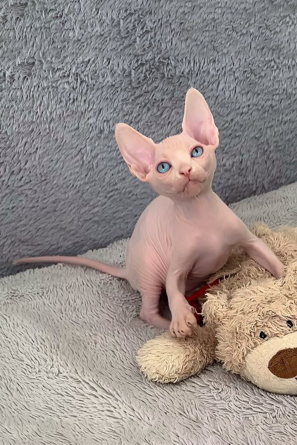 Sphynx-Kätzchen sucht ein neues Zuhause.