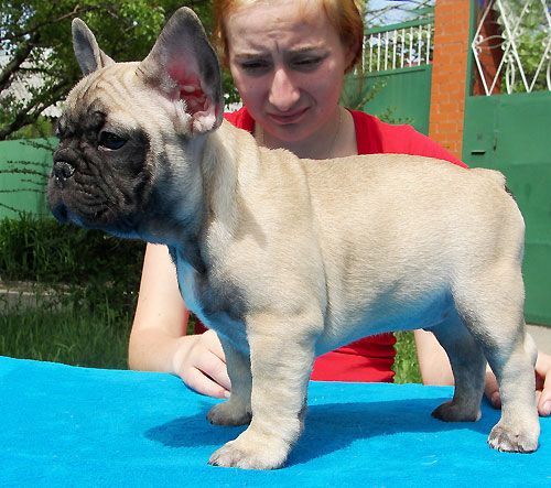 Französische Bulldoggenwelpen suchen ein neues Zuhause.