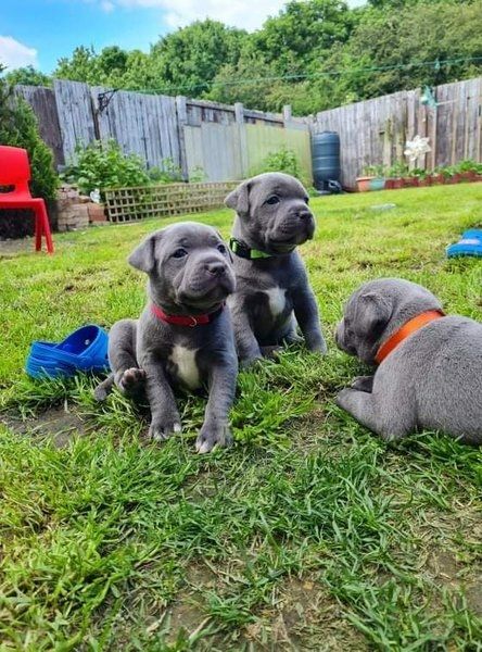Blaue Staffordshire Bullterrier-Welpen