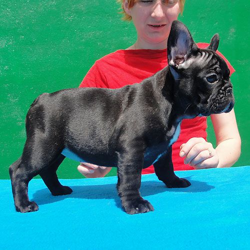 Französische Bulldoggenwelpen suchen ein neues Zuhause.