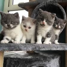 Scottish-Fold-Kätzchen