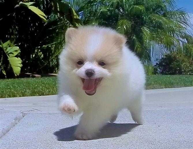 Pomeranian suchen ein neues Zuhause.