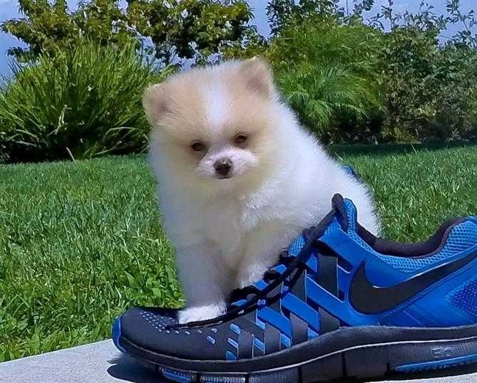 Pomeranian suchen ein neues Zuhause.