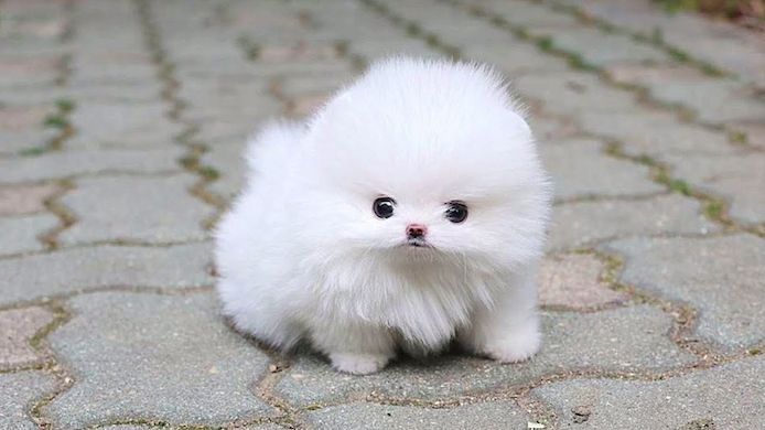 Reinrassige Pomeranian Welpen