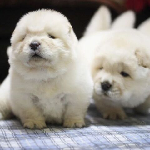 Chow-Chow-Welpen abzugeben