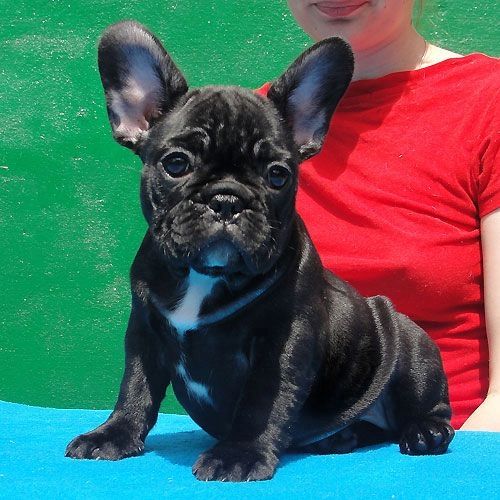 Französische Bulldoggenwelpen suchen ein neues Zuhause.