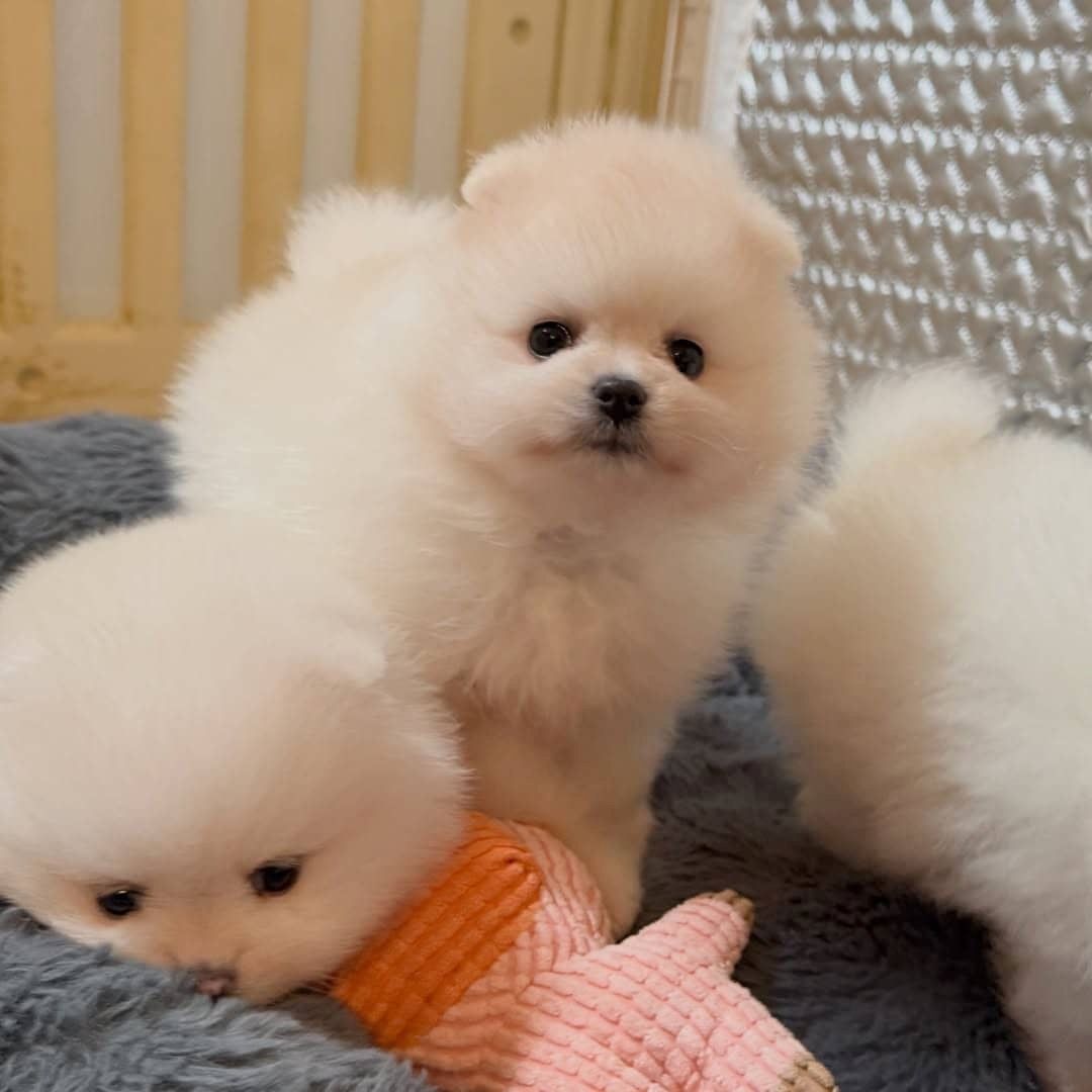 Pomeranian-Welpen zu verkaufen