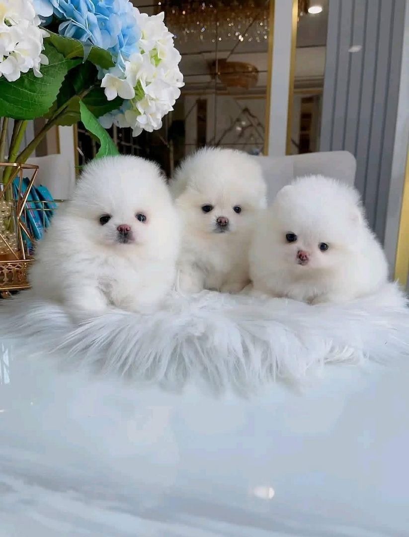 Pomeranian-Welpen zu verkaufen