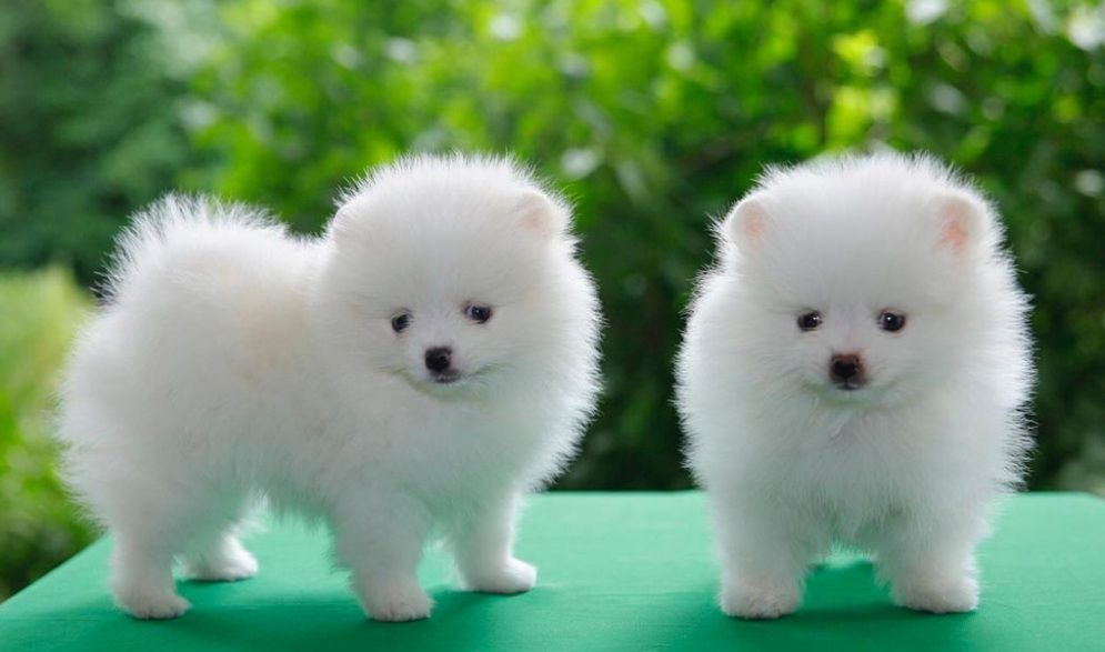 Pomeranian-Welpen zu verkaufen