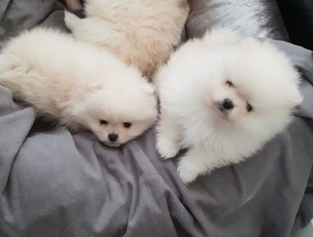Pomeranian-Welpen abzugeben