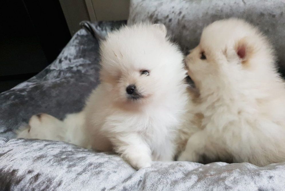 Pomeranian-Welpen abzugeben