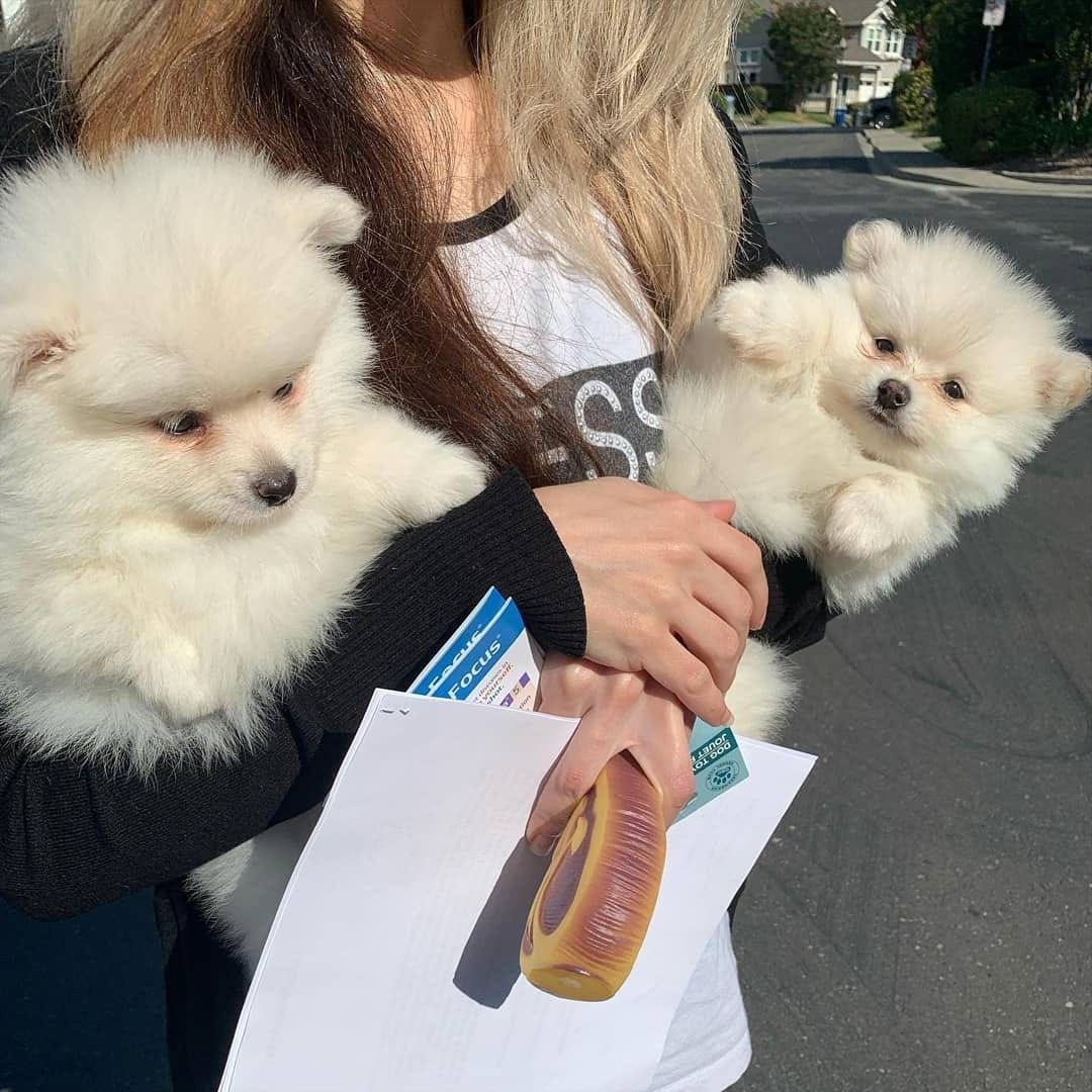Pomeranian-Welpen abzugeben