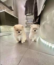 Pomeranian-Welpen abzugeben