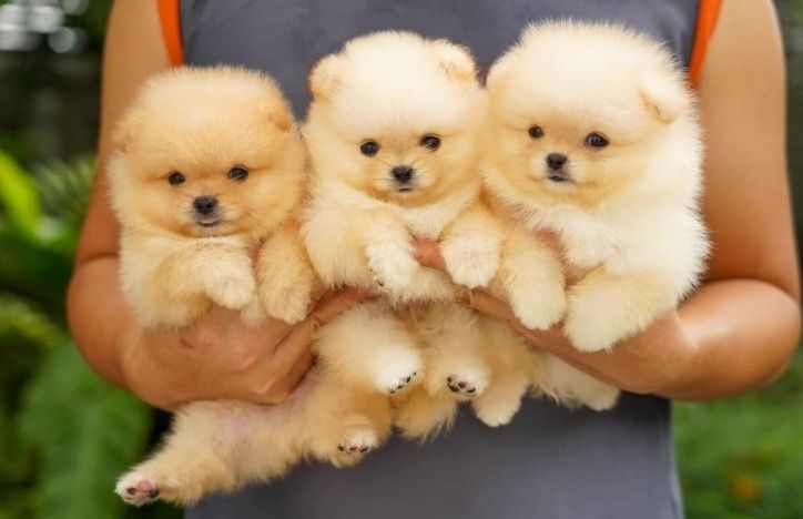 Pomeranian-Welpen abzugeben