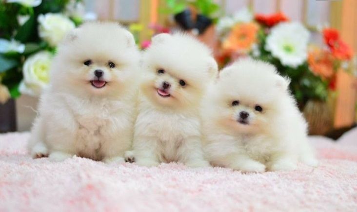 Pomeranian-Welpen abzugeben