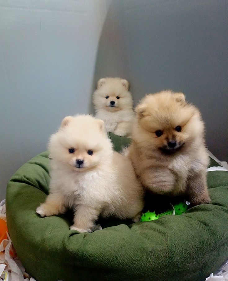 Pomeranian-Welpen suchen ein neues Zuhause