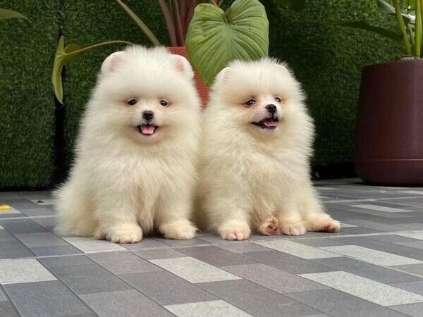 Pomeranian-Welpen suchen ein neues Zuhause