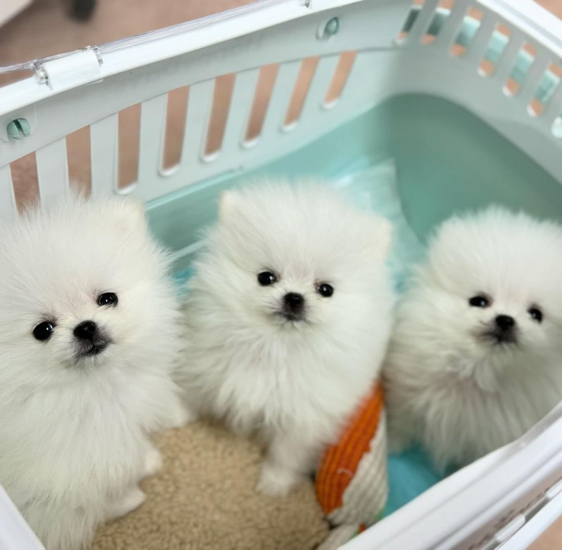 Pomeranian-Welpen suchen ein neues Zuhause