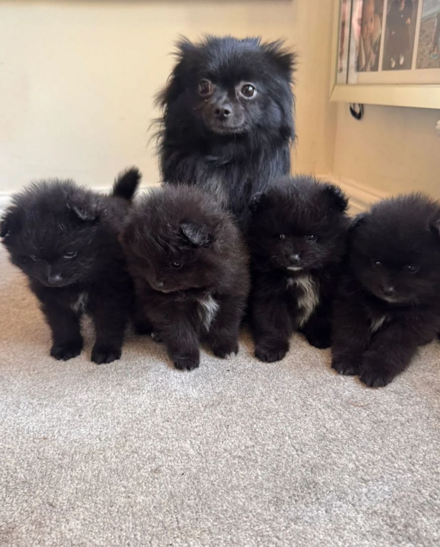 Pomeranian-Welpen abzugeben