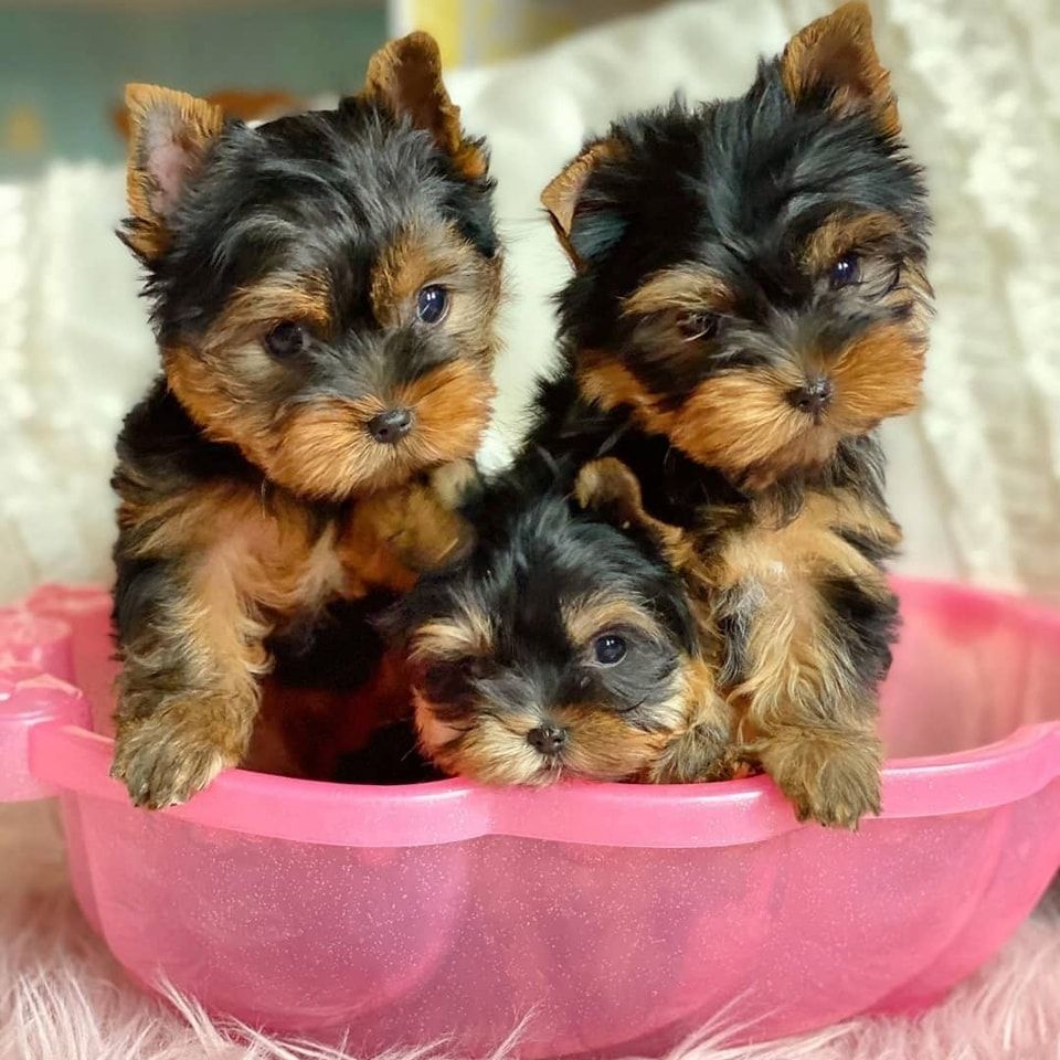 Yorkshire-Terrier-Welpen abzugeben