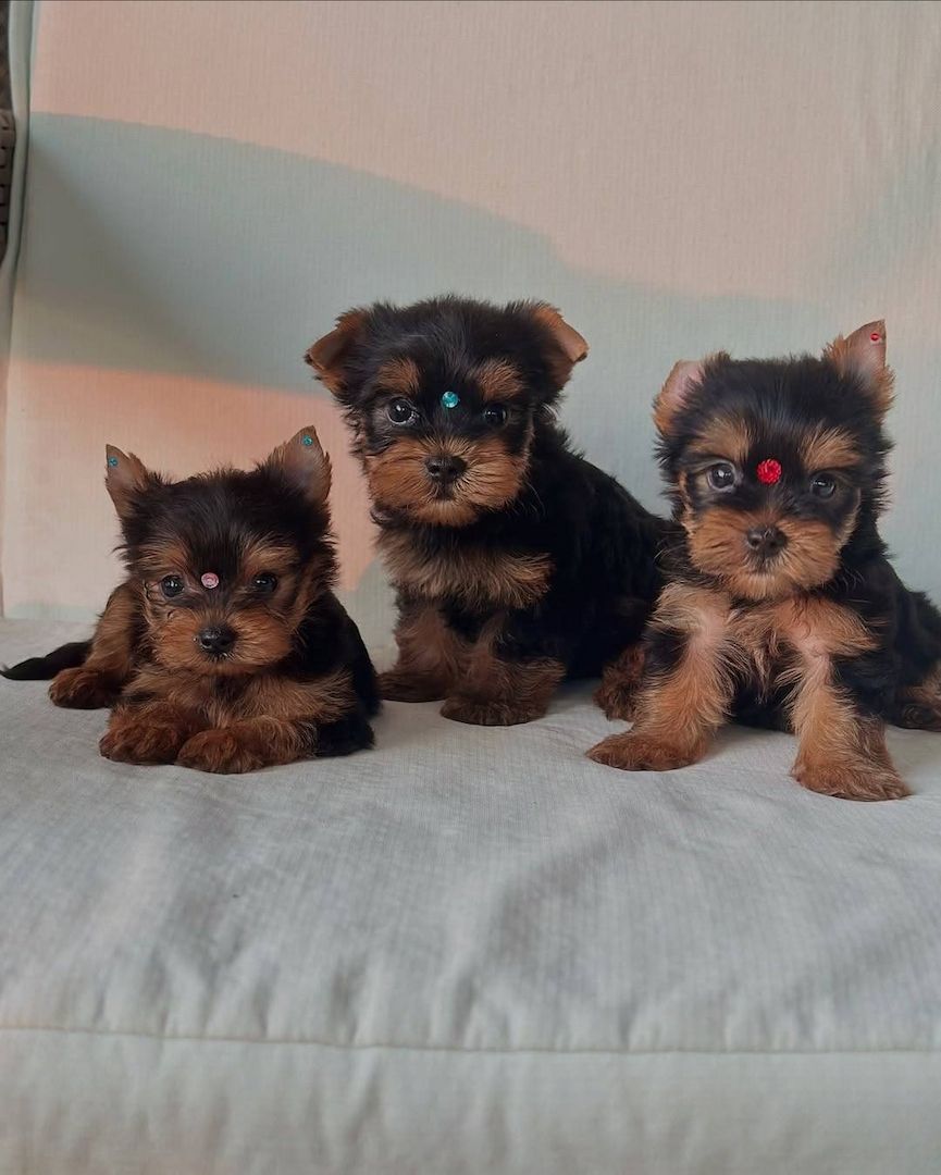 Yorkshire-Terrier-Welpen abzugeben