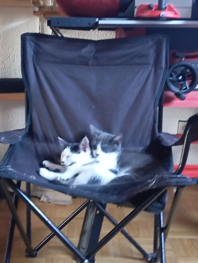 Katzen Kinder