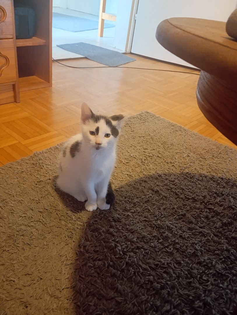 Katzen Kinder