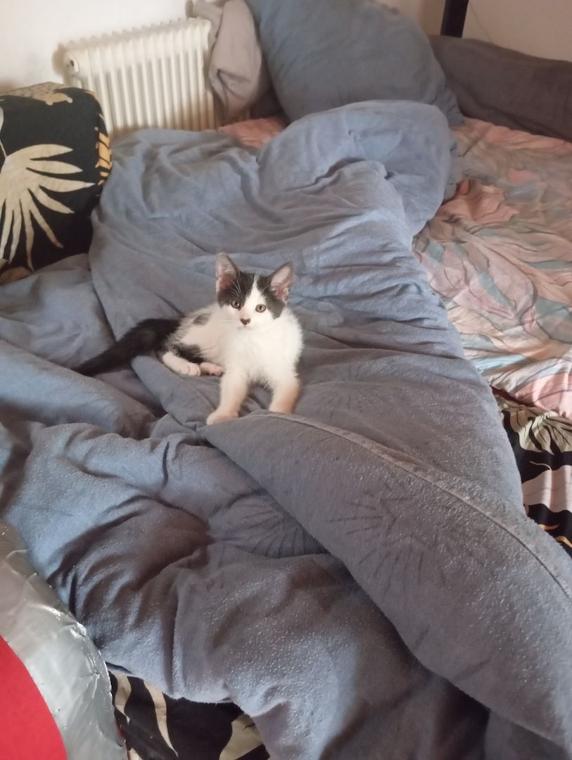 Katzen Kinder