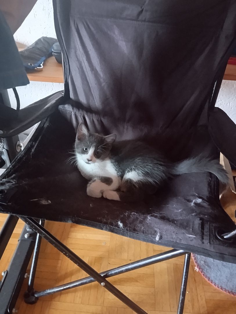 Katzen Kinder