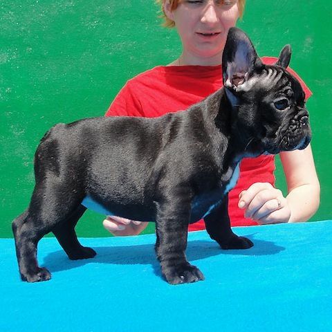 Französische Bulldoggenwelpen