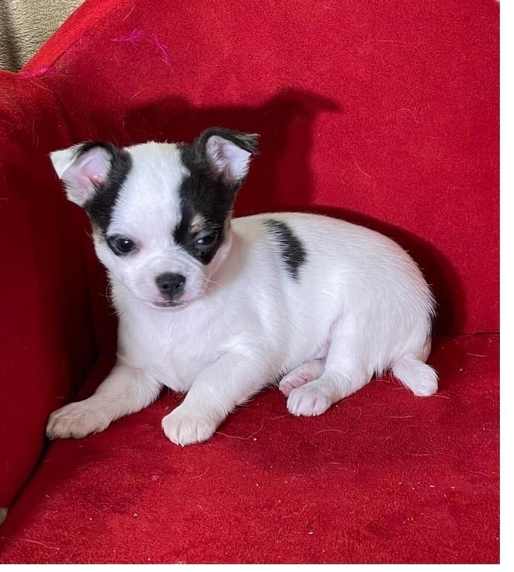 Reinrassige Chihuahua-Welpen