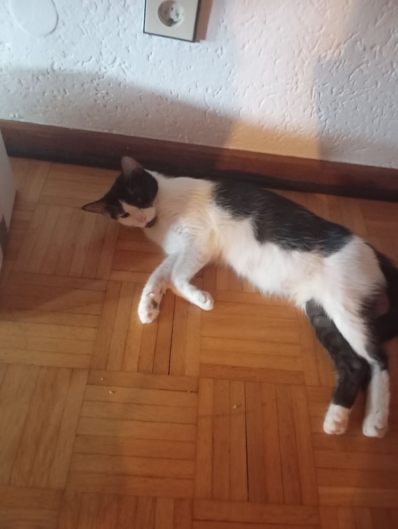 Katzen Kinder
