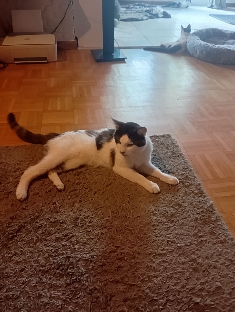Katzen Kinder
