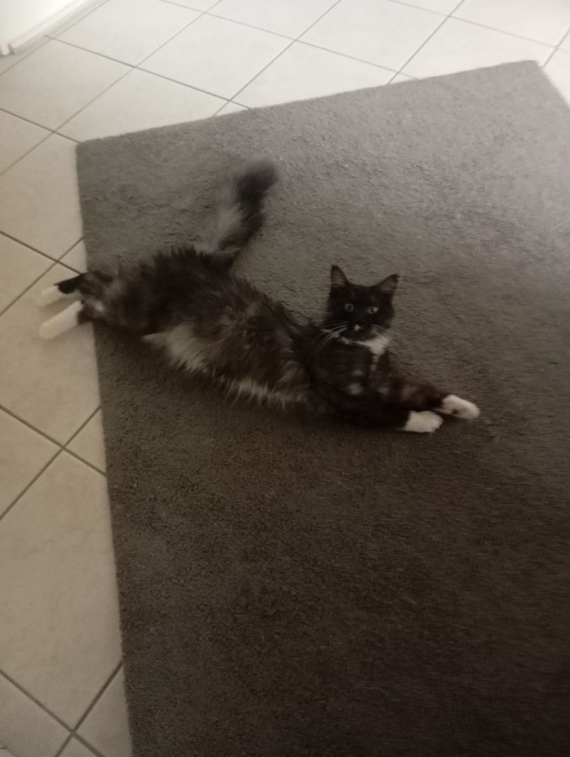 Katzen Kinder